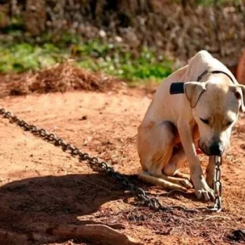 LEI QUE PROBE MANTER CES E GATOS PRESOS EM CORRENTES  SANCIONADA EM SERGIPE